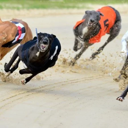 Đua chó Vũng Tàu – Giới thiệu về trường đua và sức hút của đua chó